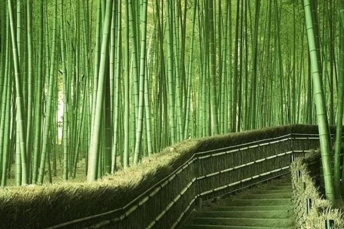 En este momento estás viendo La leyenda del bambú japonés